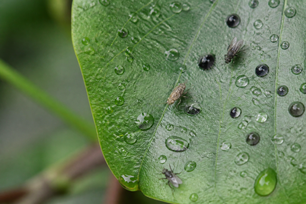 Gouttes noires et transparentes sur feuille avec insectes
