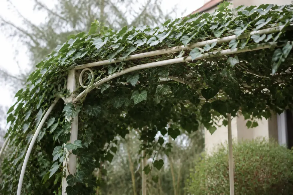 Lierre epais couvrant pergola metallique claire